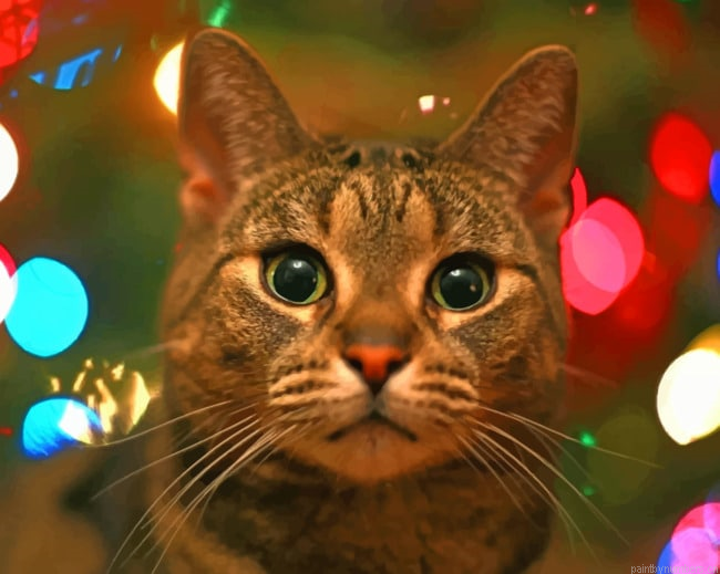 Grey Cat Close Up Animals Painting By Numberss.png
