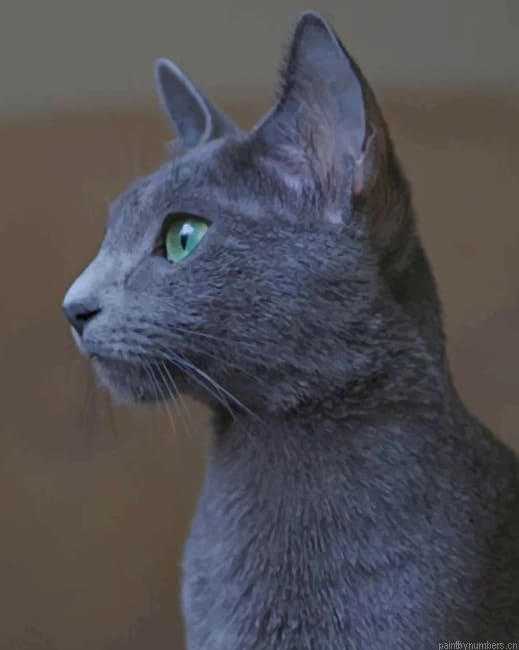Grey Cat Face Animals Painting By Numberss.png