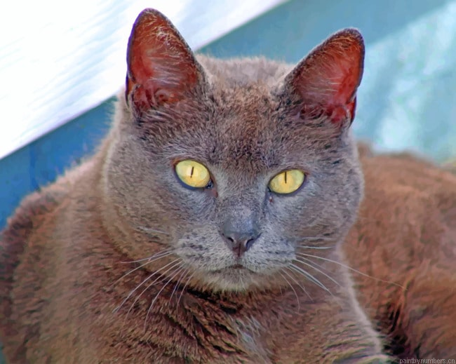 Grey Cat Stare Kittens Painting By Numberss.png