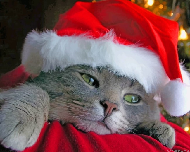 Grey Cat With A Red Hat Animals Painting By Numberss.png