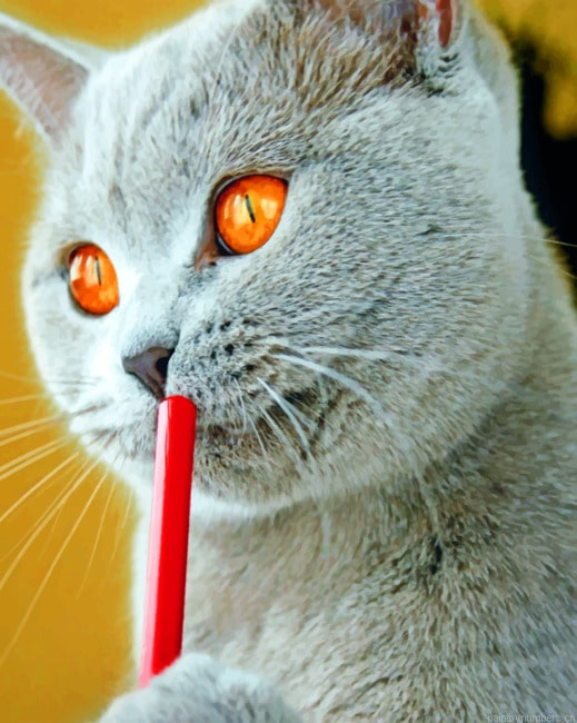 Grey Cat With Pile Animals Painting By Numberss.png