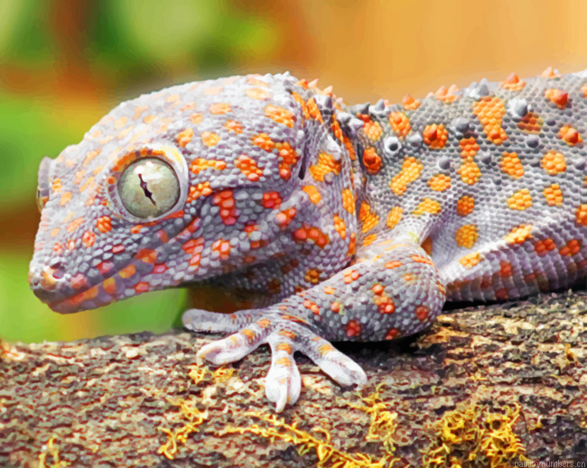 Grey Gecko Painting By Numbers.png