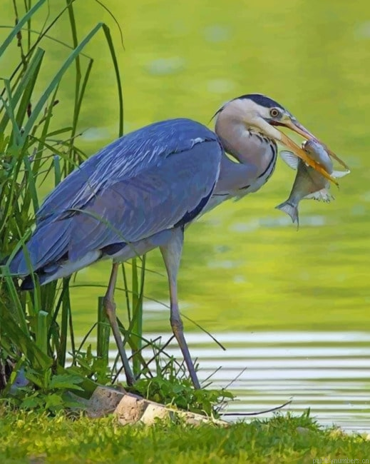 Grey Heron With Fish Birds Painting By Numberss.png