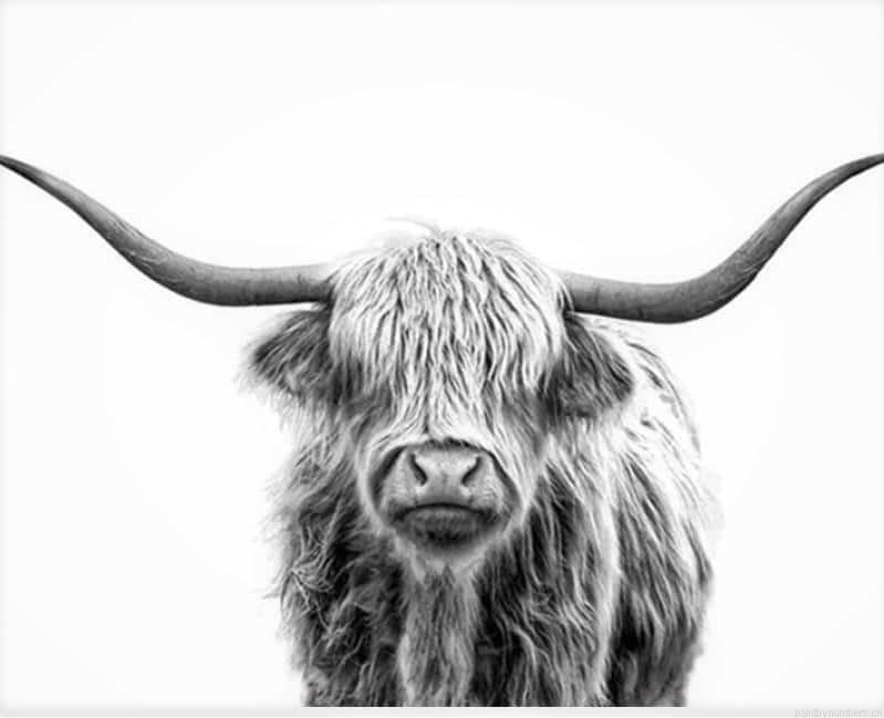 Grey Highland Cow Animals Painting By Numberss.png