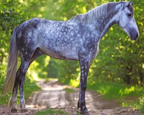Grey Horse Animal Painting By Numbers.png