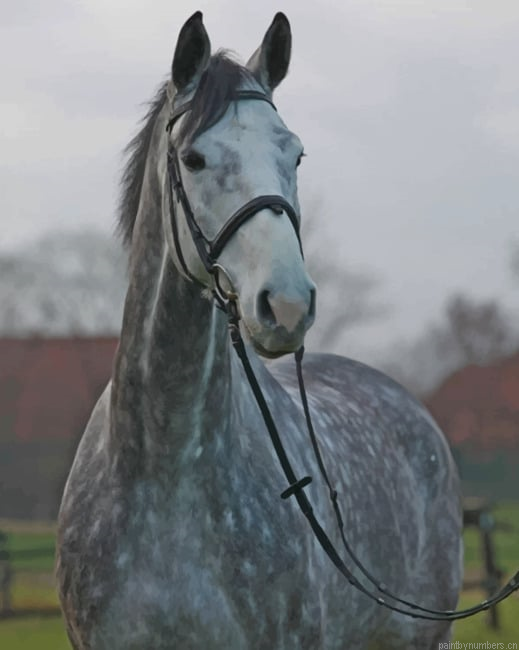 Grey Horse Animals Painting By Numberss.png
