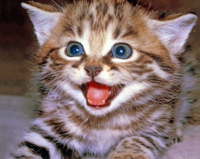 Grey Little Kitten Animals Painting By Numberss.png