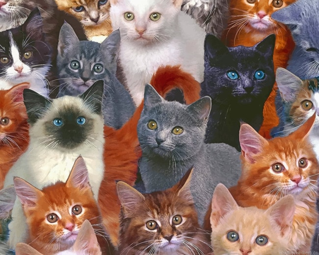 Grey Little Kittens Animals Painting By Numberss.png