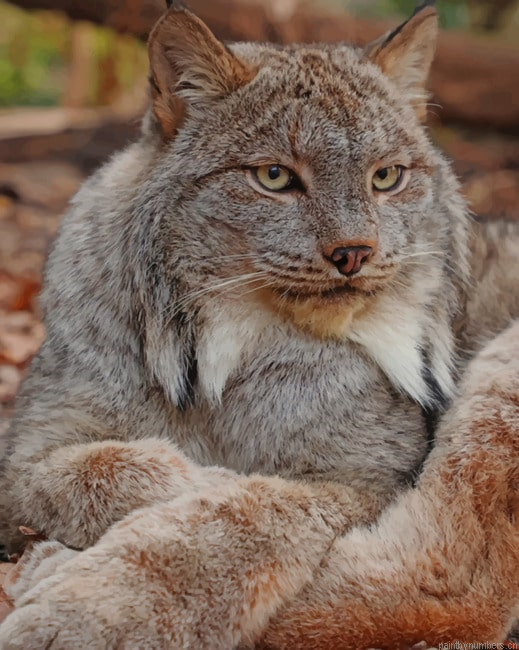 Grey Lynx Cat Animals Painting By Numberss.png