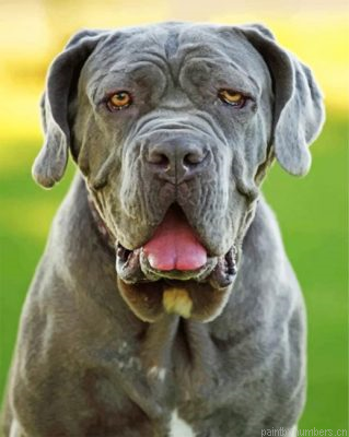 Grey Mastiff Painting By Numbers.png