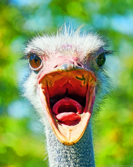 Grey Ostrich Bird Painting By Numberss.png
