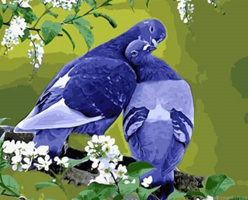 Grey Pigeons Painting By Numbers.png