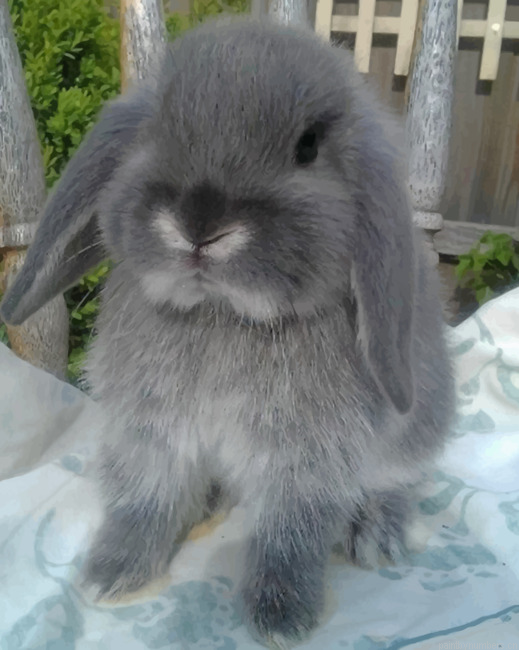 Grey Rabbit Animals Painting By Numberss.png
