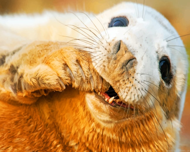 Grey Seal Animals Painting By Numberss.png