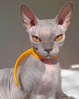 Grey Sphynx Cat Painting By Numbers.png