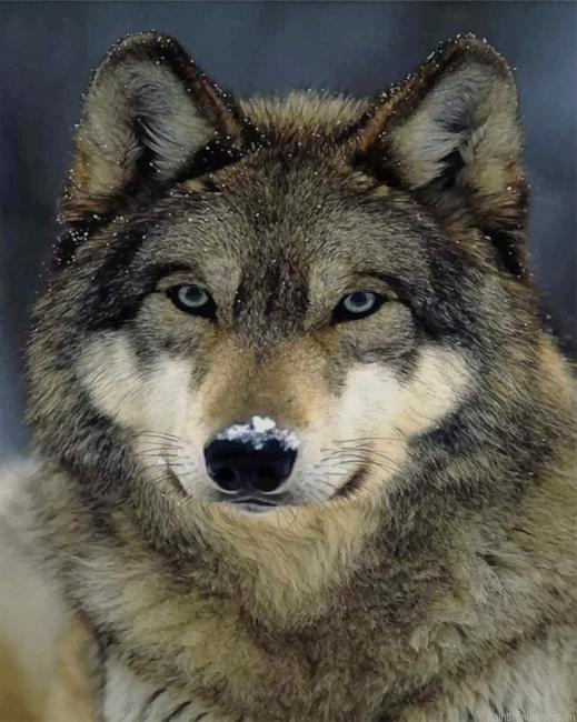 Grey Wolf Animals Painting By Numberss.png