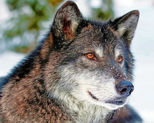 Grey Wolf With Red Eyes Animals Painting By Numbers.png
