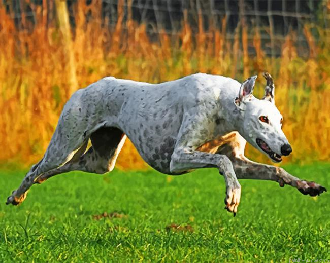 Greyhound Running Painting By Numberss.png