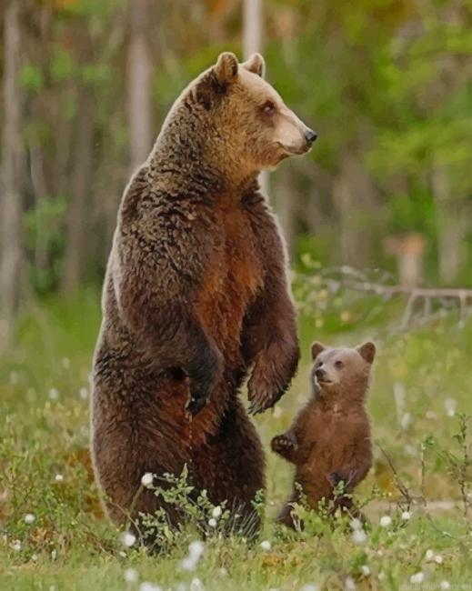 Grizzly Bear And Cub Animals Painting By Numberss.png