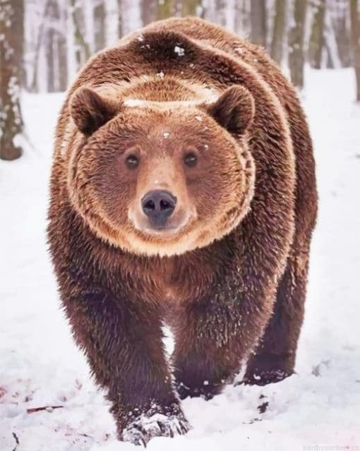 Grizzly Bear In The Snow Animals Painting By Numberss.png