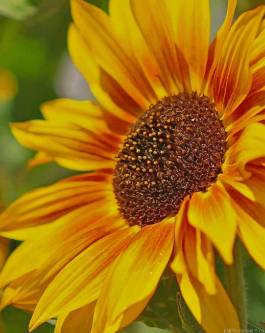 Growing Sunflower Plants Painting By Numberss.png