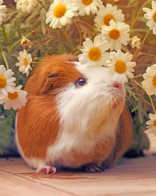 Guinea Pig And Daisy Flowers Painting By Numbers.png