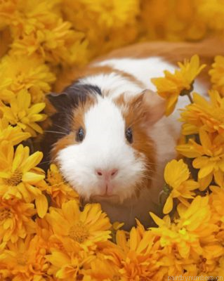Guinea Pig Painting By Numbers.png