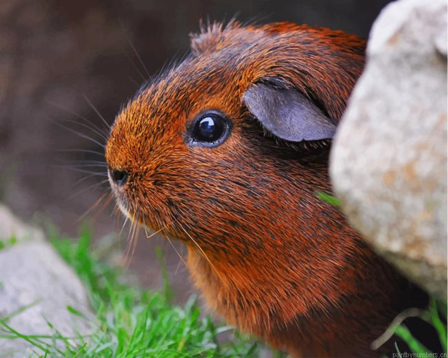 Guinea Pig Rodent Animals Painting By Numberss.png