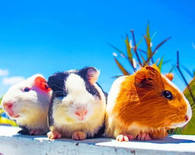 Guinea Pigs Siblings Animals Painting By Numbers.png