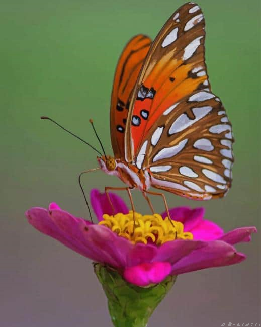 Gulf Fritillary Butterfly Insects Painting By Numberss.png