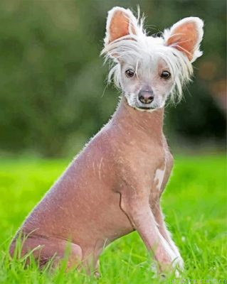 Hairless Chinese Crested Painting By Numbers.png