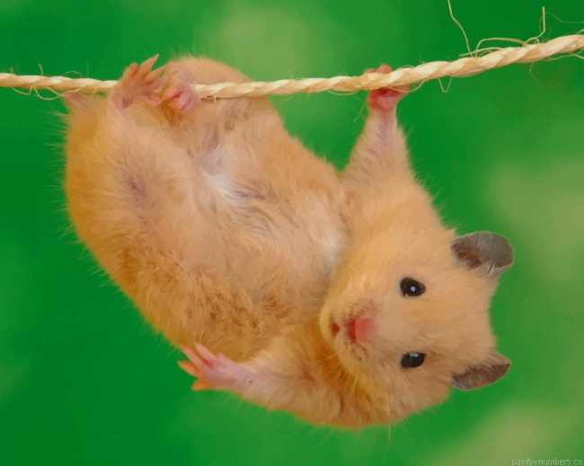 Hamster Doing Stunts Animals Painting By Numberss.png