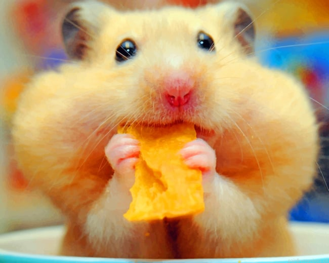 Hamster Eating Chips Animals Painting By Numberss.png
