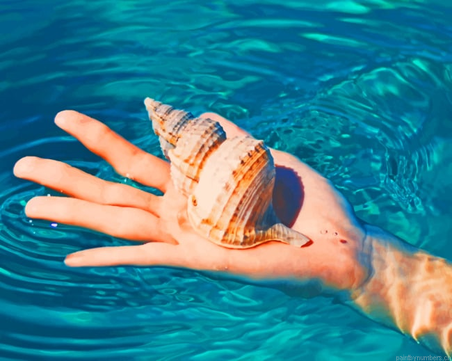 Hand Shell Seashells Painting By Numbers.png