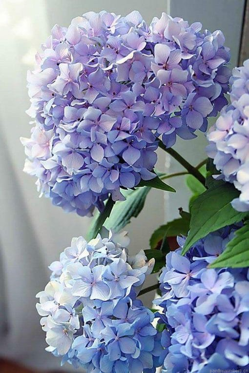 Happily Hydrangea Flowers Painting By Numberss.png