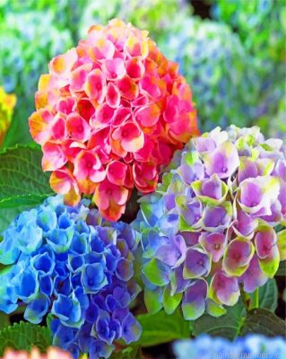 Happily Hydrangea Painting By Numbers.png