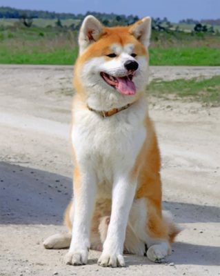Happy Akita Painting By Numbers.png