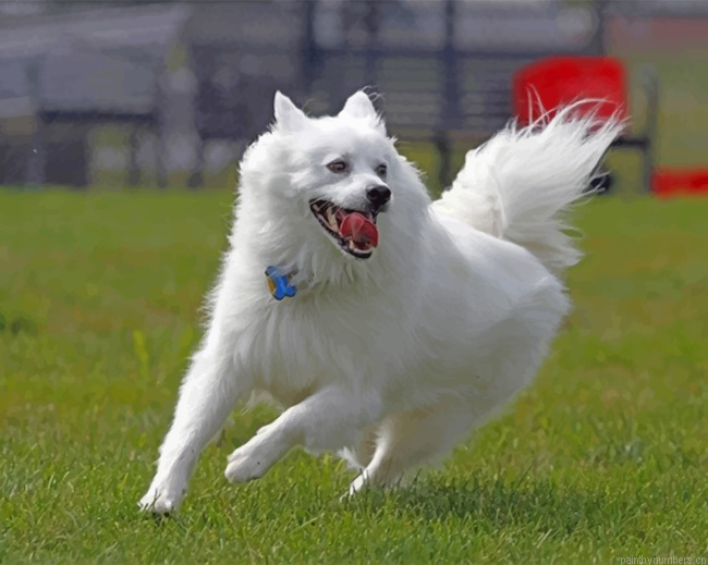 Happy American Eskimo Dog Painting By Numberss.png