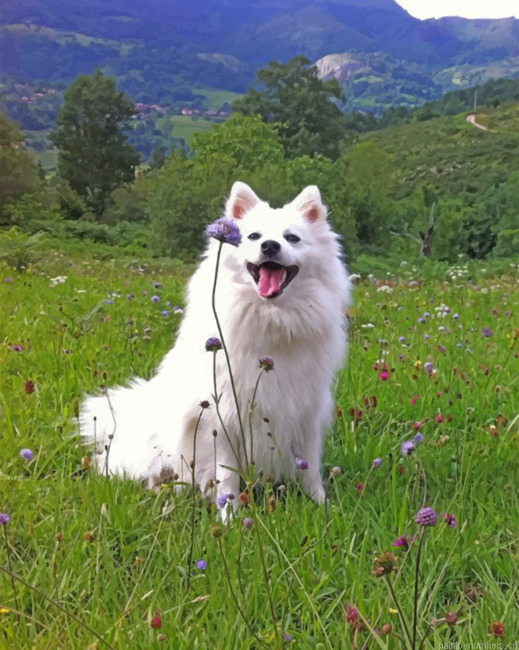 Happy American Eskimo Painting By Numberss.png