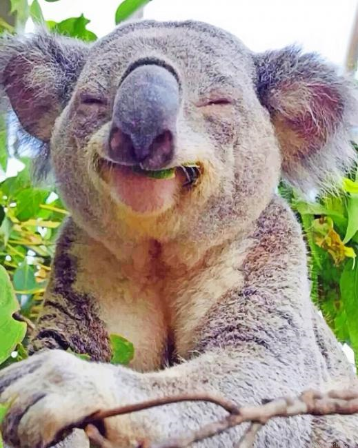 Happy Baby Koala Animals Painting By Numberss.png