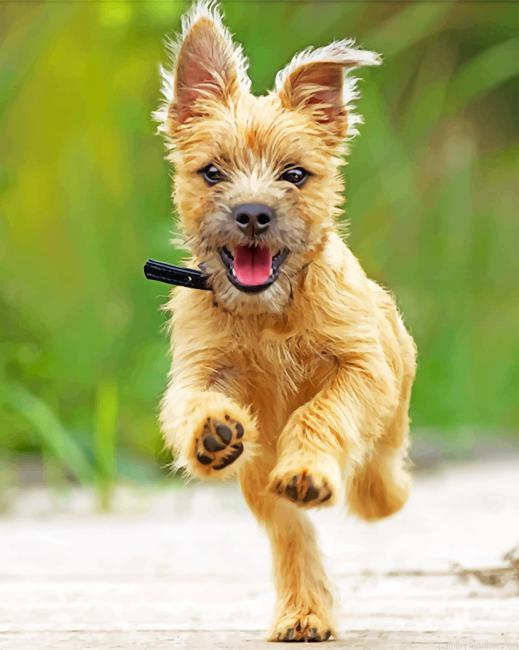 Happy Cairn Terrier Painting By Numberss.png
