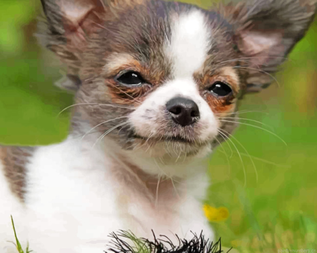 Happy Chihuahua Puppy Painting By Numbers.png