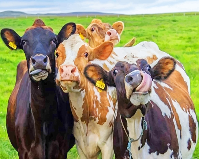 Happy Cows Animals Painting By Numberss.png