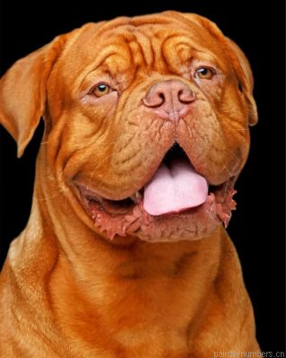 Happy Dogue De Bordeaux Painting By Numbers.png