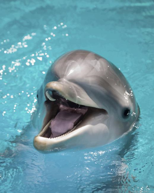 Happy Dolphin Animals Painting By Numberss.png