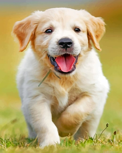 Happy Golden Puppy Painting By Numbers.png