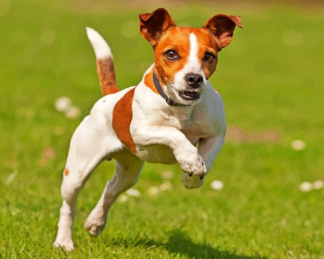Happy Jack Russell Painting By Numberss.png