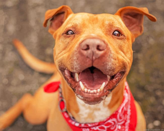 Happy Pit Bull Painting By Numberss.png