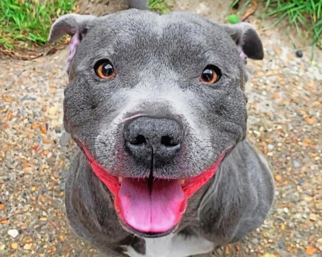 Happy Staffy Painting By Numberss.png