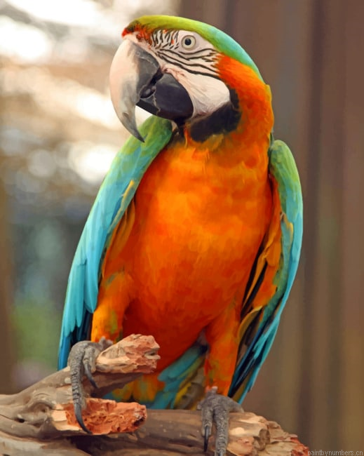 Harlequin Macaw Bird Painting By Numberss.png